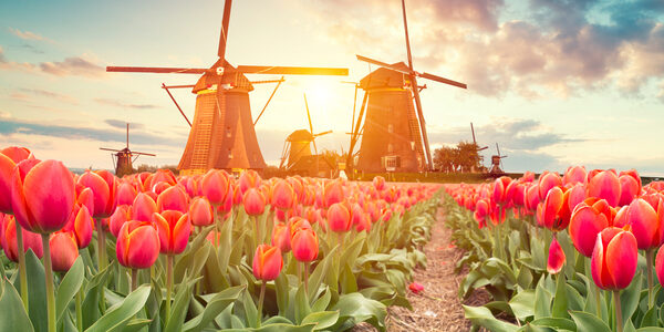 Holland Windmills and Tulips